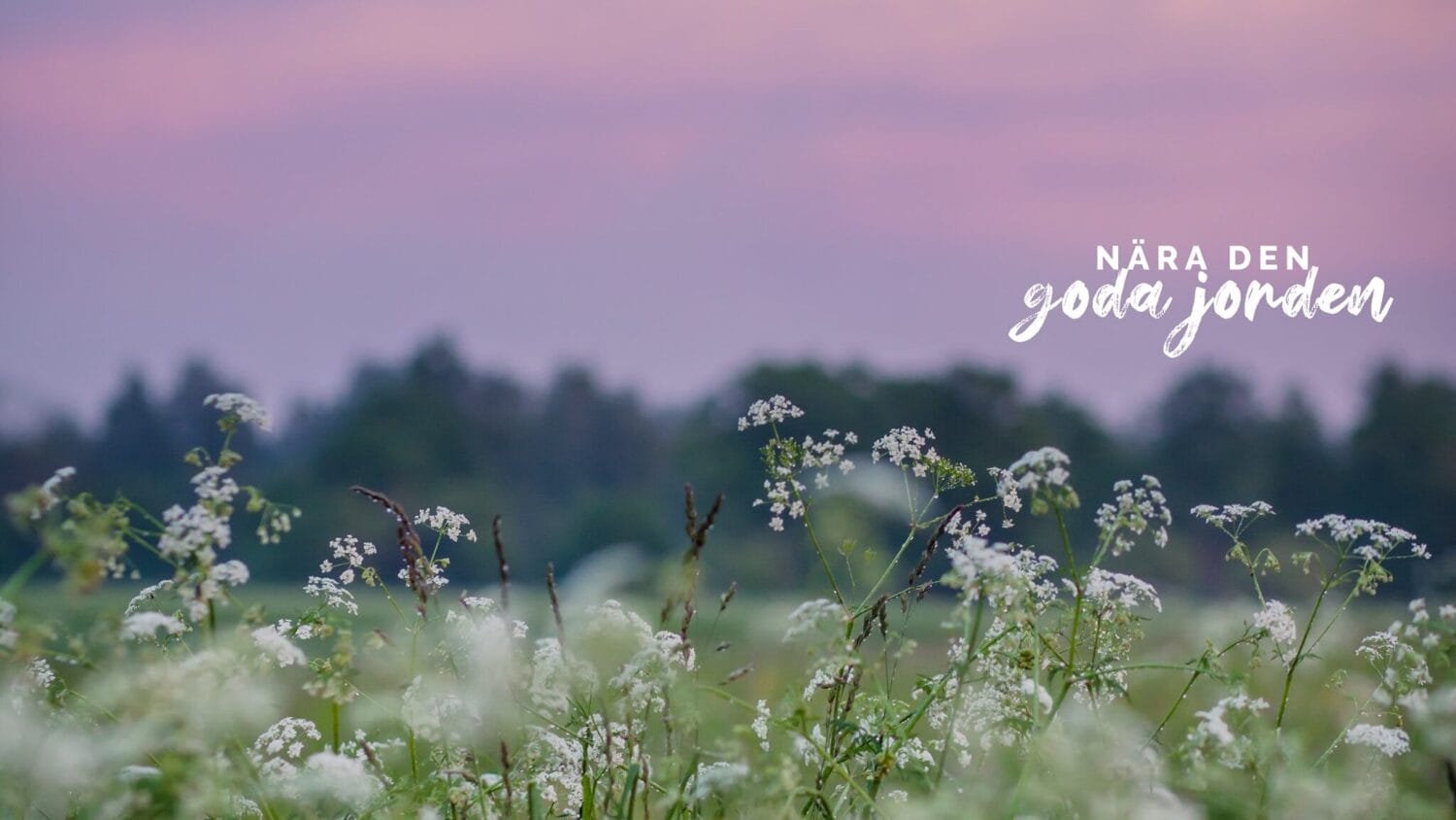 blomsteräng i solnedgång - den goda jorden